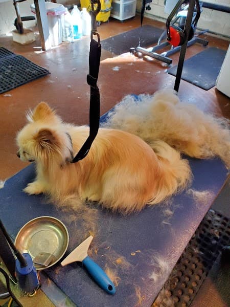 Pawfection Pet Salon image 1