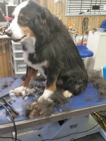 Pawfection Pet Salon image 2