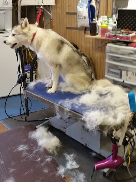 Pawfection Pet Salon image 3