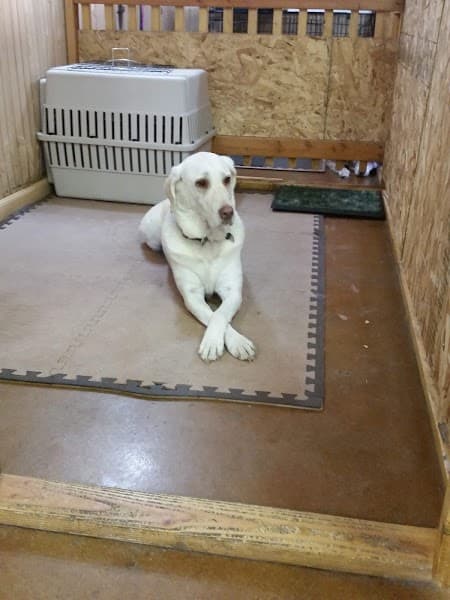 Pawfection Pet Salon image 4
