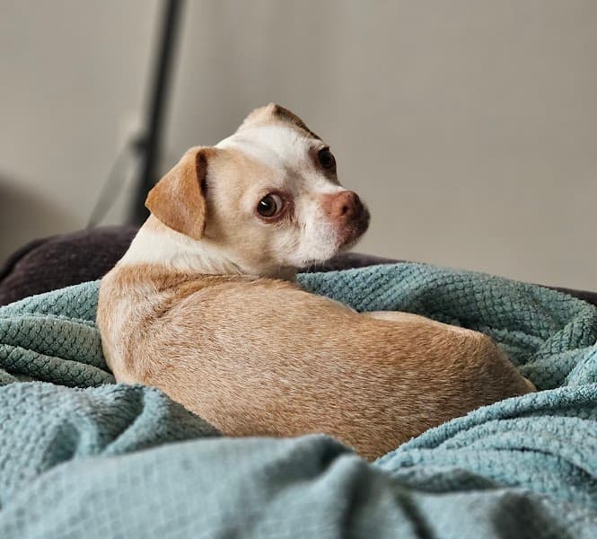 Pawfection Pet Salon image 5