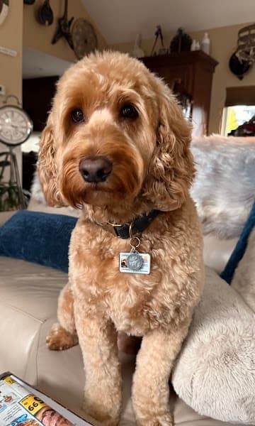 Dirty Dog Pet Salon image 1