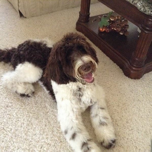 Dirty Dog Pet Salon image 2