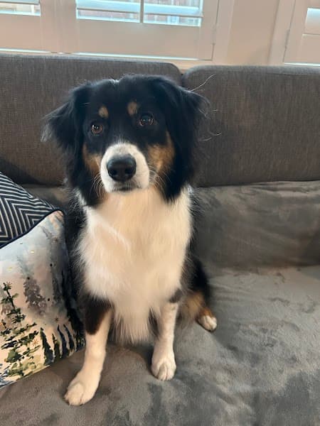 Dirty Dog Pet Salon image 3