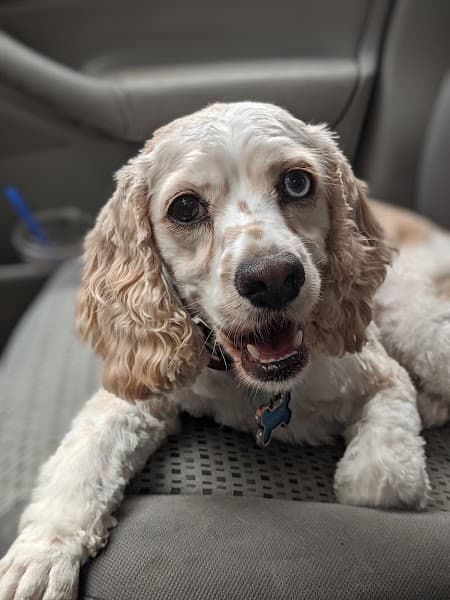 Dirty Dog Pet Salon image 4