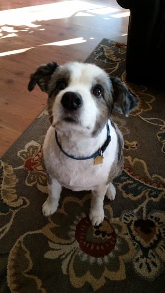 Dirty Dog Pet Salon image 5