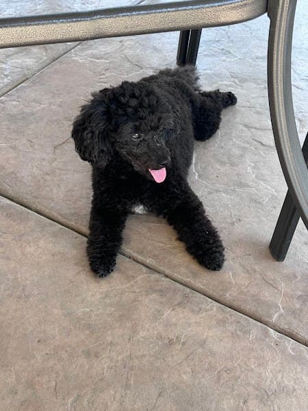 Petco Grooming image 2