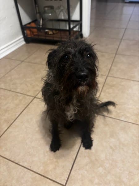 Petco Grooming image 3