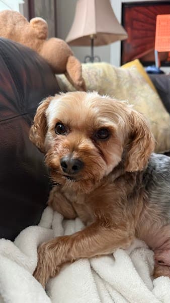 Petco Grooming image 5