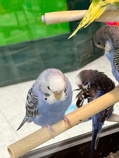 Petco Grooming image 3