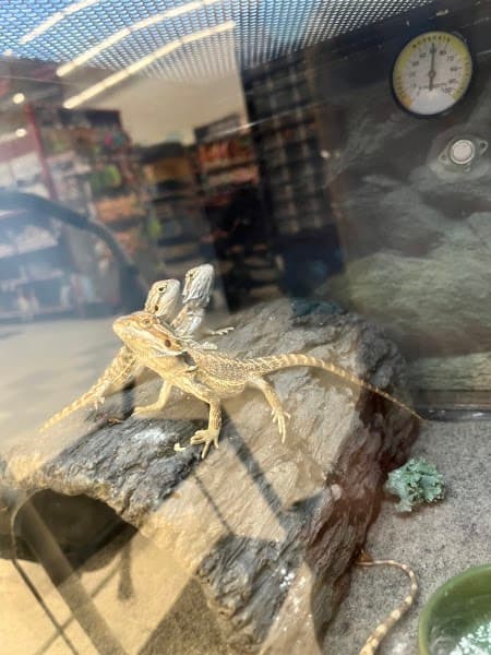 Petco Grooming image 4