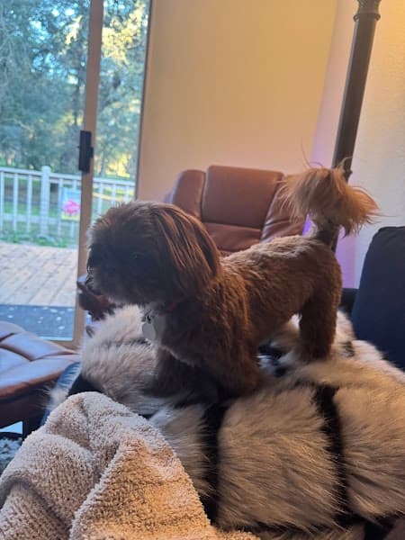 Petco Grooming - Pet Grooming in Citrus Heights image 5