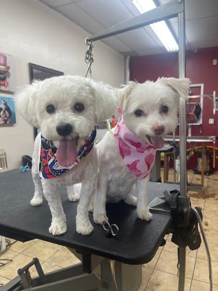 Superior Pet Grooming image 1