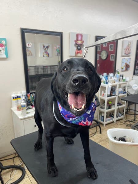 Superior Pet Grooming image 2