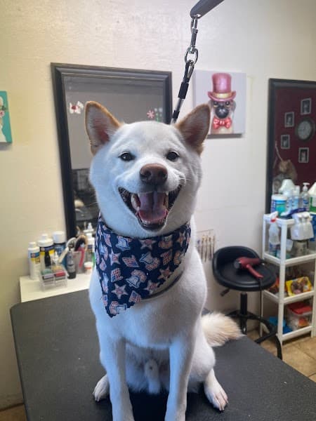 Superior Pet Grooming image 3