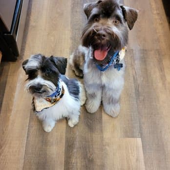 Superior Pet Grooming image 4