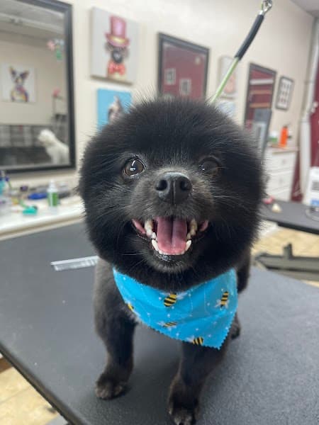 Superior Pet Grooming image 5