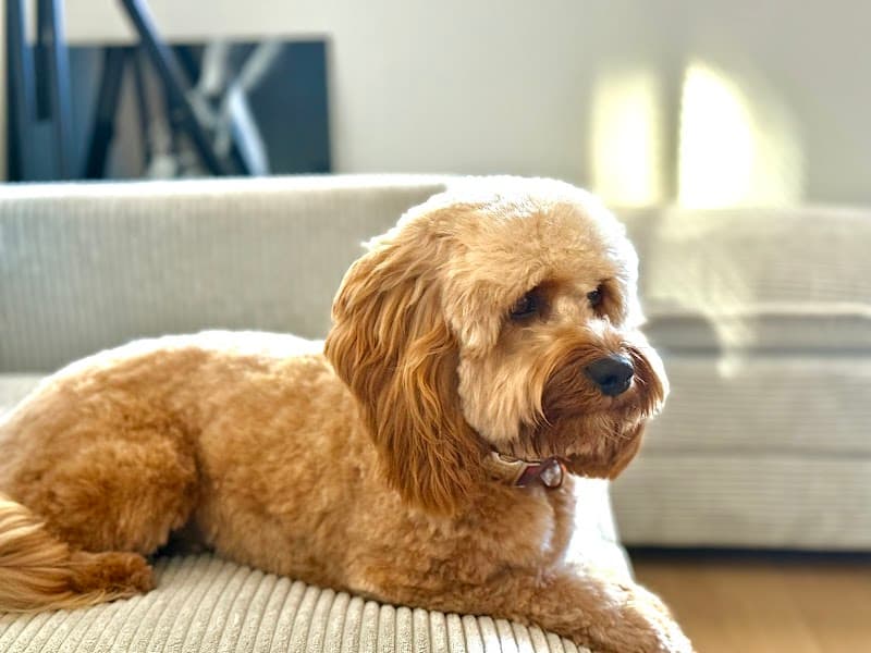 Pro-Groom image 1