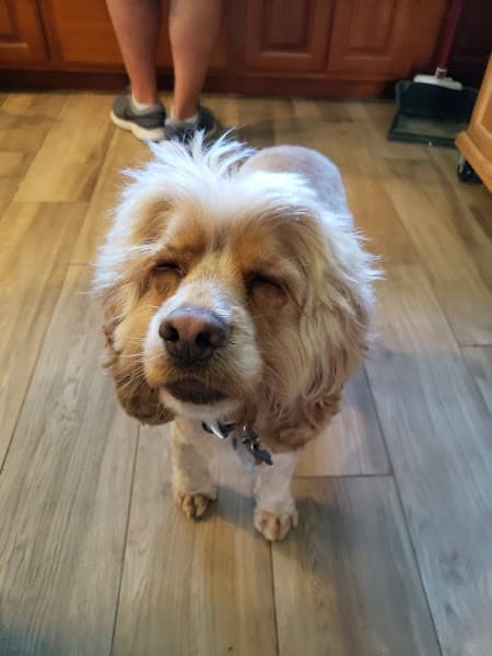 Pro-Groom image 4