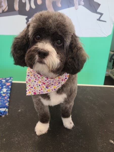 Pet's Place Salon image 1
