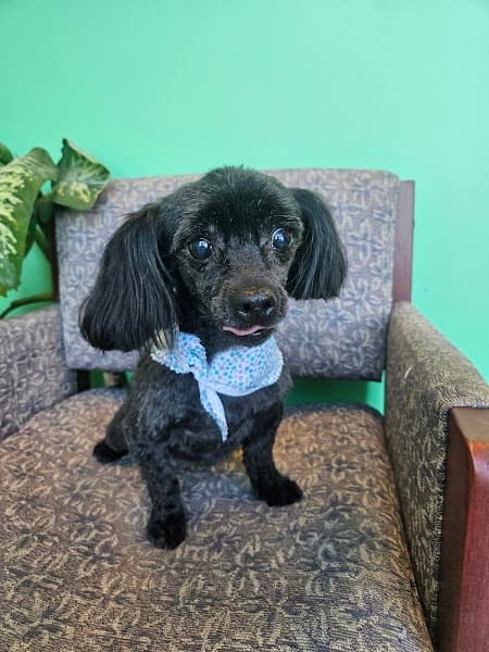 Pet's Place Salon - Pet Grooming in Elk Grove image 2