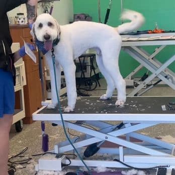 Pet's Place Salon - Pet Grooming in Elk Grove image 3