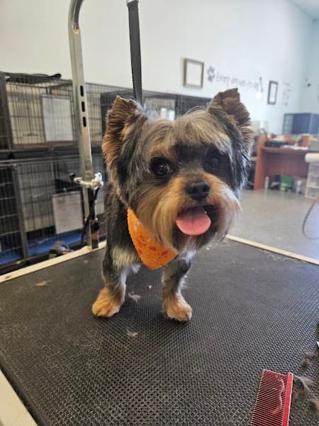 Pet's Place Salon - Pet Grooming in Elk Grove image 4