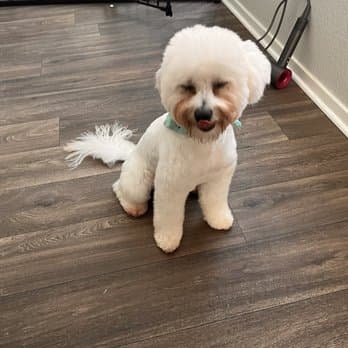 Pet's Place Salon - Pet Grooming in Elk Grove image 5