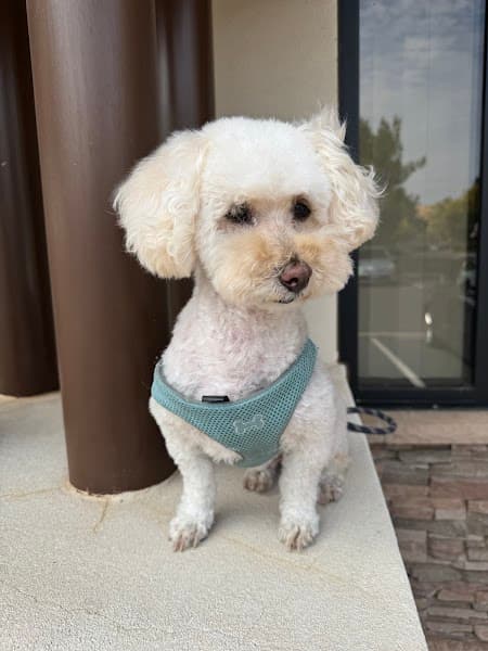 Pampered Pet Salon And Boutique image 1