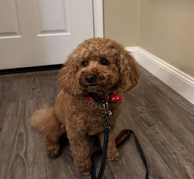 Pampered Pet Salon And Boutique image 2