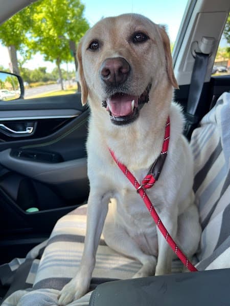 Pampered Pet Salon And Boutique image 3