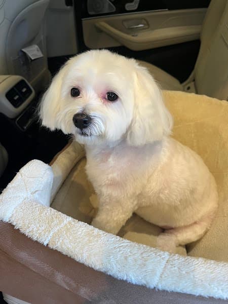 Pampered Pet Salon And Boutique image 4