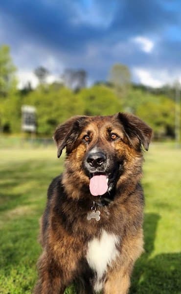 Pampered Pet Salon And Boutique image 5