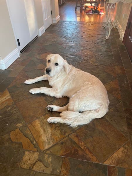 Granite Bay Paw Spa image 1