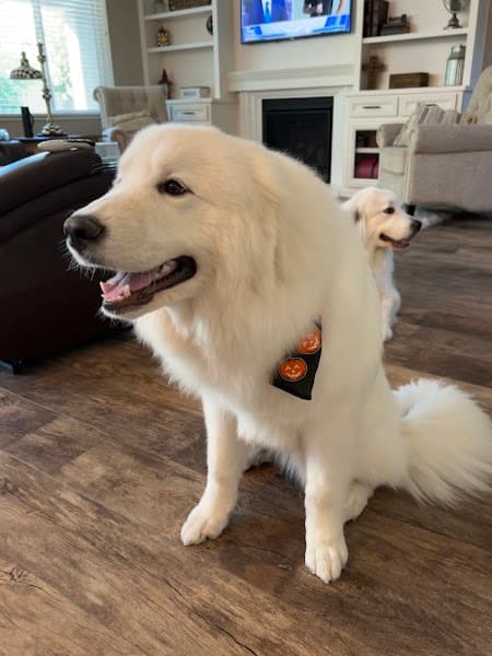 Granite Bay Paw Spa image 4