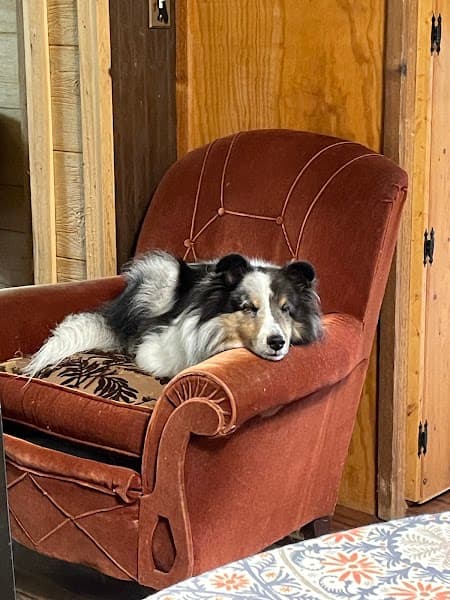 Granite Bay Paw Spa image 5