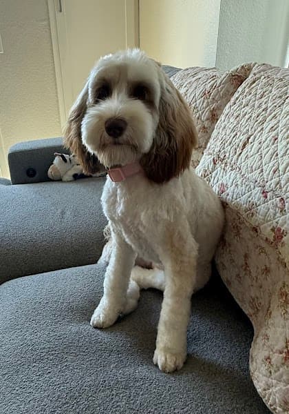 All Stage Canine Development - Pet Grooming in Citrus Heights image 2