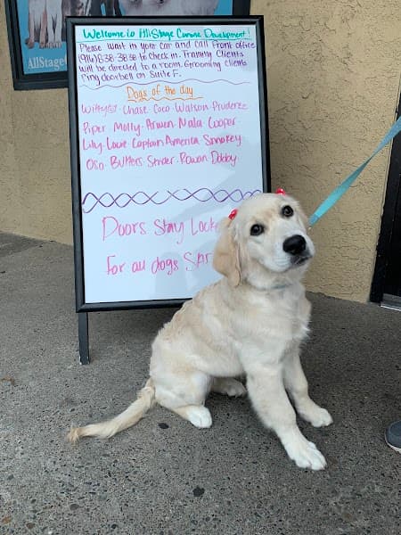 All Stage Canine Development - Pet Grooming in Citrus Heights image 3