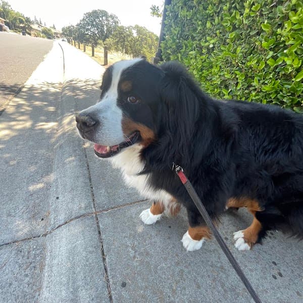 All Stage Canine Development - Pet Grooming in Citrus Heights image 4