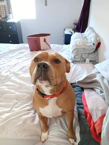 All Stage Canine Development image 5