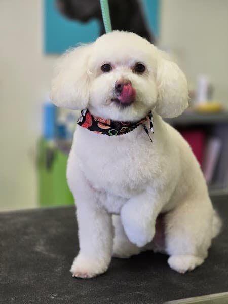 Sydnee's Pet Grooming image 2