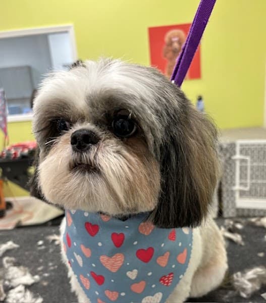 Sydnee's Pet Grooming image 4