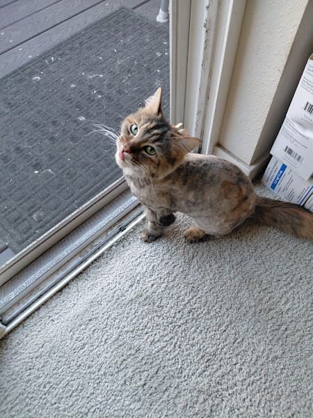 Sydnee's Pet Grooming image 5