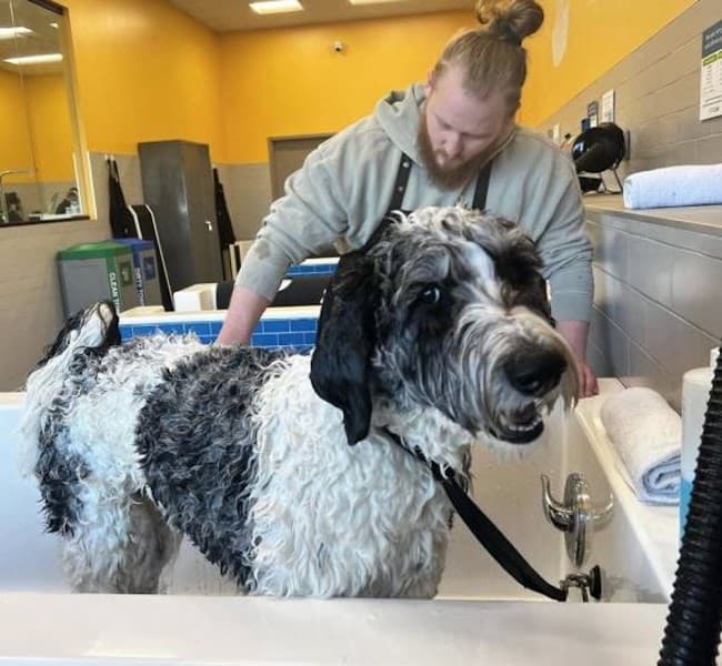 Pet Evolution - Folsom, CA - Grooming | Self-Wash | Healthy Food | Mobile Nail Trim - Pet Grooming in Folsom image 2