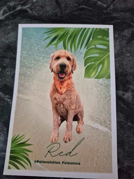 Pet Evolution - Folsom, CA - Grooming | Self-Wash | Healthy Food | Mobile Nail Trim image 3