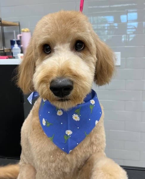 Pet Evolution - Folsom, CA - Grooming | Self-Wash | Healthy Food | Mobile Nail Trim image 4