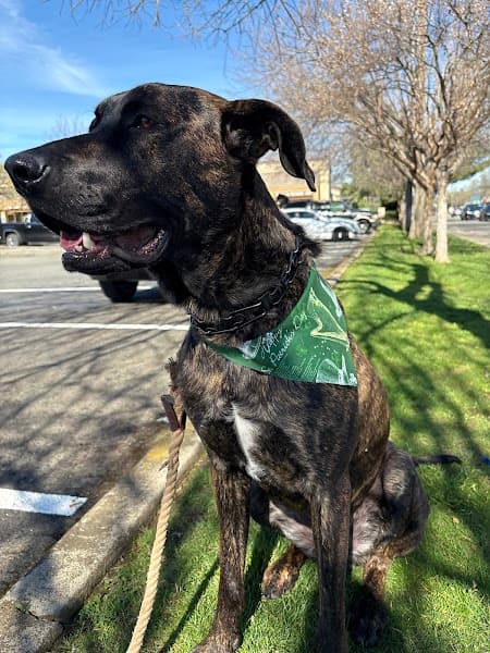 Pet Evolution - Folsom, CA - Grooming | Self-Wash | Healthy Food | Mobile Nail Trim image 5