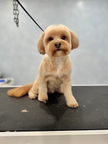 Beyond Fur - Dog Grooming image 1