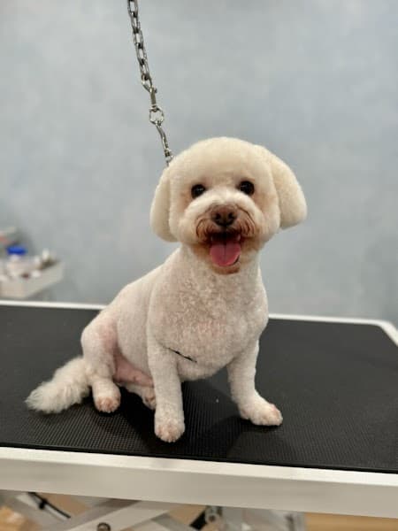 Beyond Fur - Dog Grooming image 2