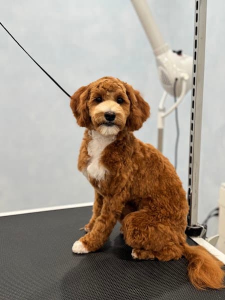 Beyond Fur - Dog Grooming image 3